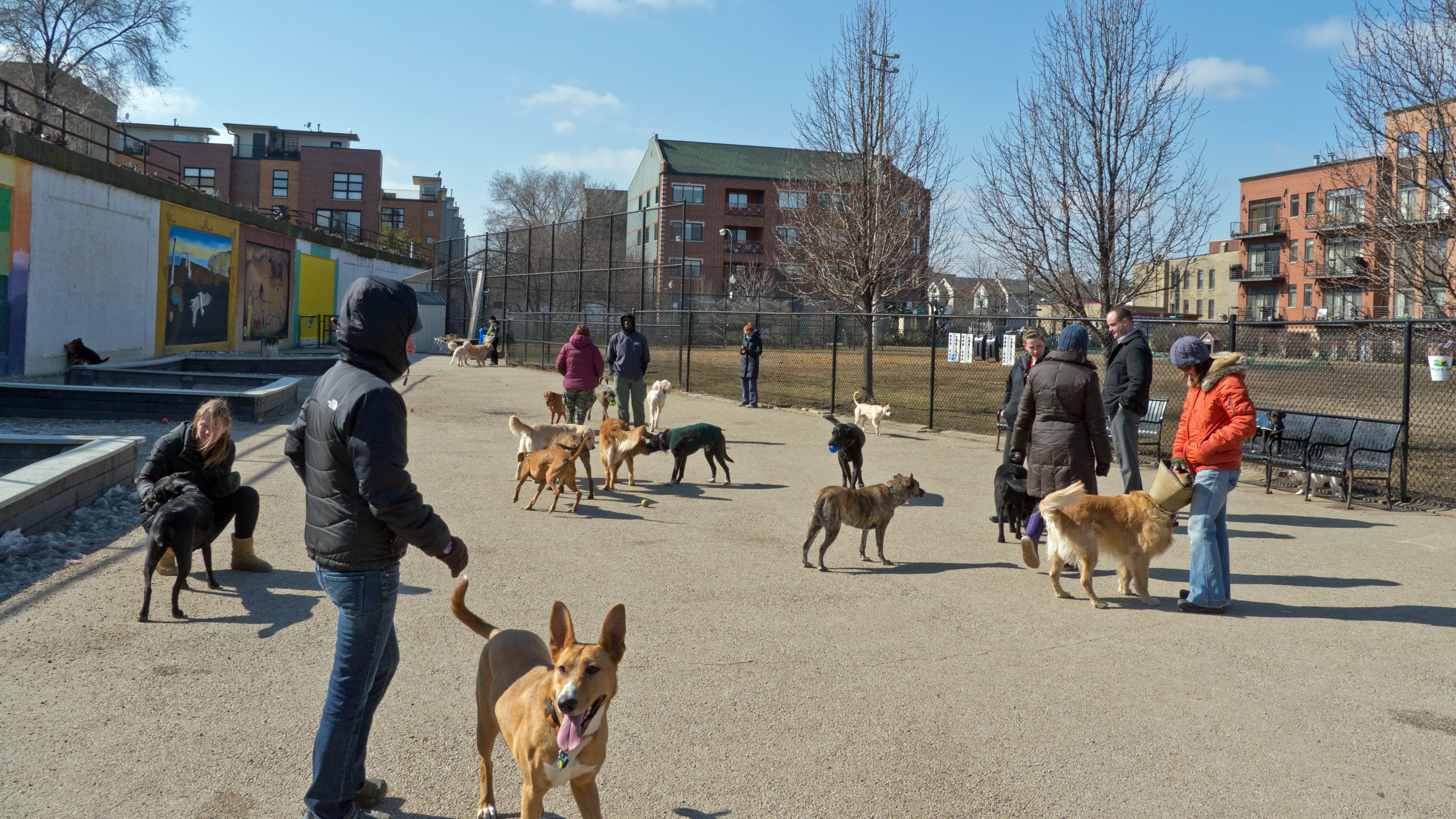 Dogs In Park